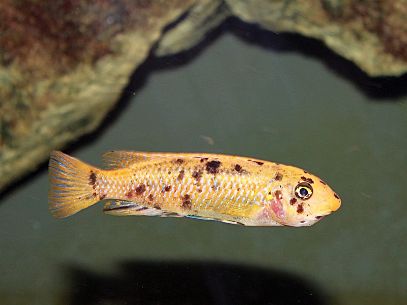 Labeotropheus trewavasae 'Thumbi West Island'